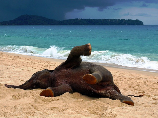 [Elephant-on-the-Beach4.jpg]