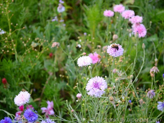 bees on wildflowers