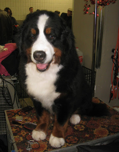 Bernese Mountain Dog