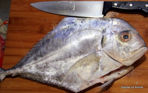 [Threadfin%2520Trevally%2520-%2520African%2520Pompano%255B2%255D.jpg]