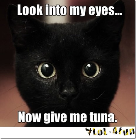 Give me tuna