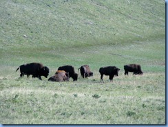 1264 Alberta - Waterton Lakes National Park - Bison Paddock Loop - Bison 1264 Alberta - Waterton Lakes National Park - Bison Paddock Loop - Bison