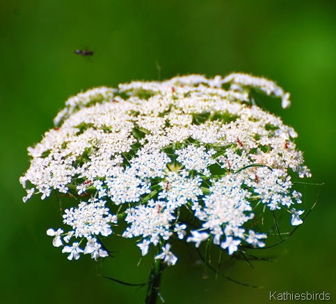5. queen anne's lace-kab