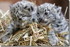snow leopard cubs-pb