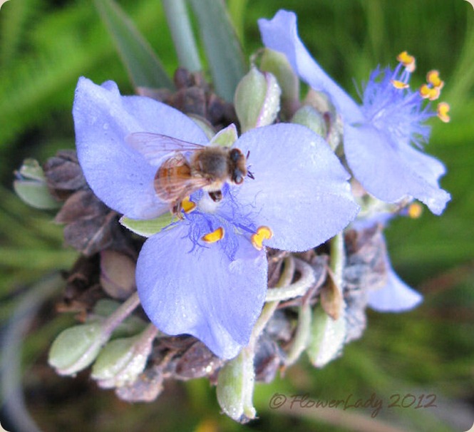 05-16-spiderwort-bee2
