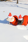 Franny, I'm getting a little cold.  Maybe we should wait inside.