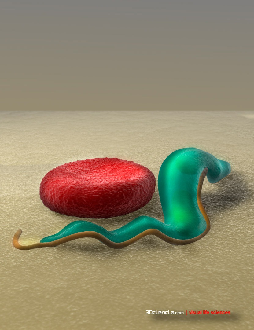 [trypanosomiasis-trypanosona-brucei-red-blood-cell-kinetoplastid-cruzi-3dciencia-sleeping-sickness%255B5%255D.jpg]