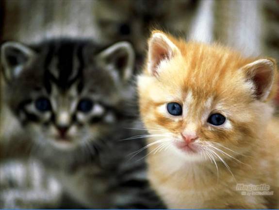Image Dimension: 512x385 :: I am love these Cats I am love these Cats