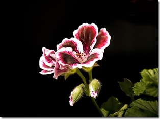 Pelargonium grandiflorum