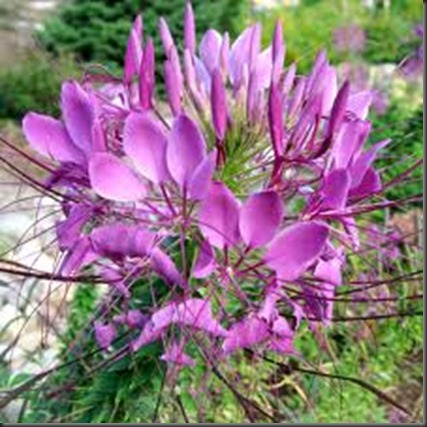 cleome