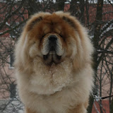 AIVIQ Aquillon Tocarian, owner: Aleksandra Gogacz, Poland