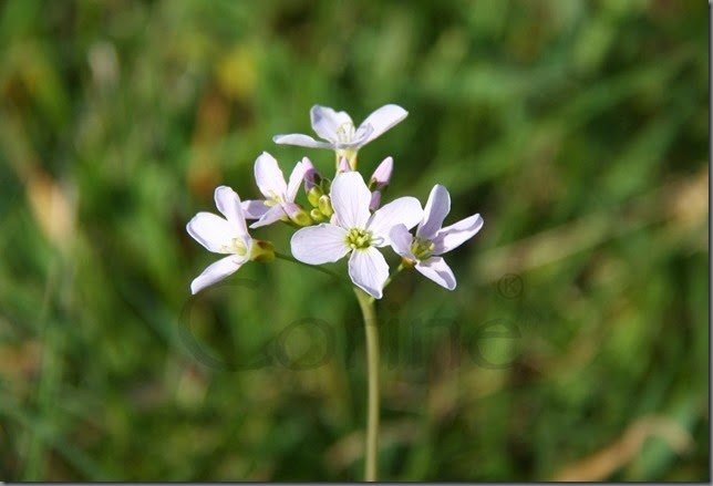 pinksterbloem pinksterbloem