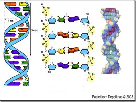 DNA