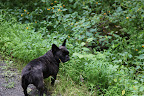 Over here!  It's a whole patch of jewelweed!  On Martha's blog yesterday, she  explained how it neutralizes poison ivy and poison oak.  Guess what?  It's also great for bee stings!
