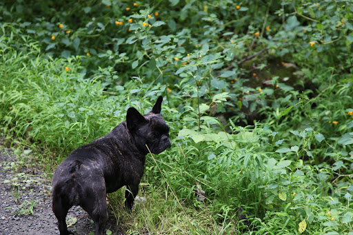 Over here!  It's a whole patch of jewelweed!  On Martha's blog yesterday, she  explained how it neutralizes poison ivy and poison oak.  Guess what?  It's also great for bee stings!