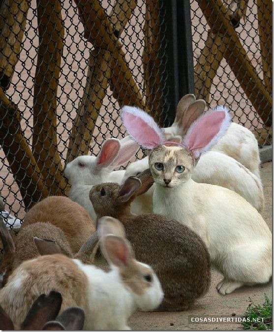 COSASDIVERTIDAS - camuflaje animal (3)