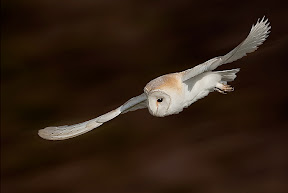 Barn Owl in Flight by Paul Ashton DPAGB BPE1 Barn Owl in Flight by Paul Ashton DPAGB BPE1