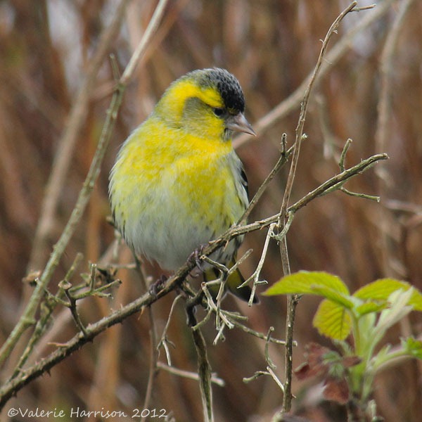[11%2520siskin-2%255B2%255D.jpg]