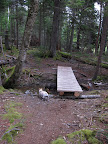 Well actually, Sharkey, it's a little wooden bridge over, what looks like a vernal pool.  These are temporary pools that form in the spring and support all kinds of wildlife, such as frogs, toads, and salamanders.  Let's look for some!
