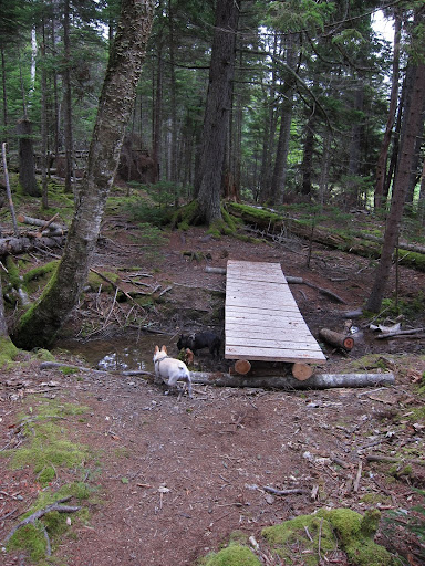 Well actually, Sharkey, it's a little wooden bridge over, what looks like a vernal pool.  These are temporary pools that form in the spring and support all kinds of wildlife, such as frogs, toads, and salamanders.  Let's look for some!