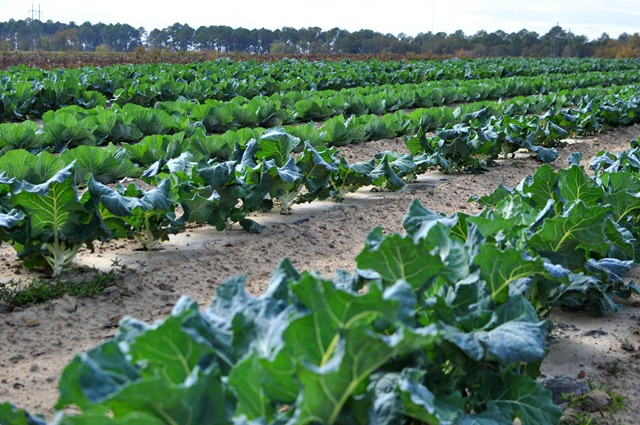 [fall%2520produce%25201112%2520%252813%2529%255B3%255D.jpg]
