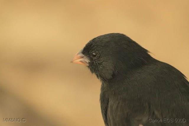 [IMG_1034%255B15%255D.jpg]