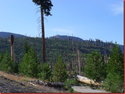 mammoth 046