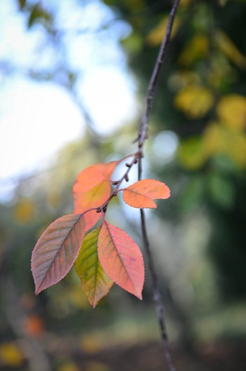 [villa8%255B9%255D.jpg]