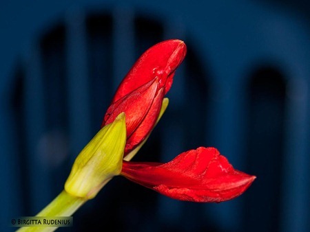 knopp_20120126_gladiolus