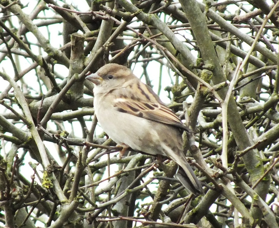 [tree%2520sparrow%2520%25282%2529%255B4%255D.jpg]