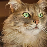 gatti