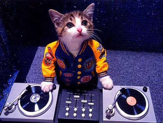 Party-cat