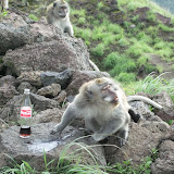 everyone likes coca-cola