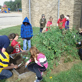 Courtyard Garden Harvest 2011