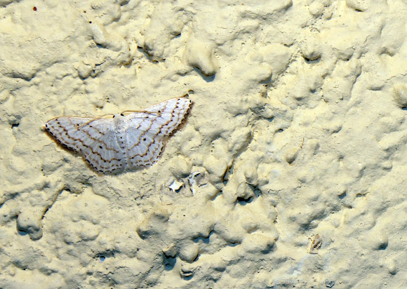Spotting Image 1