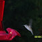 Hummingbird
