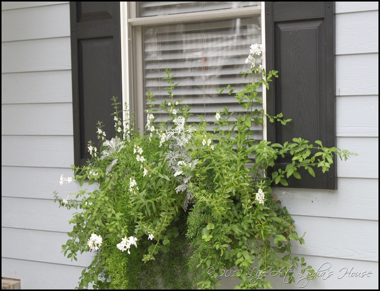 window box 12 window box 12