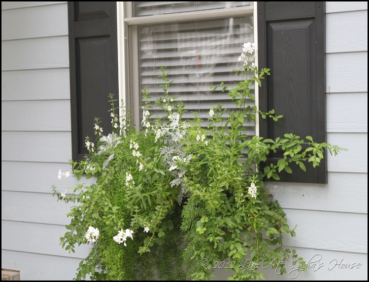 window box 12