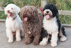 Tres colores muy diferentes...