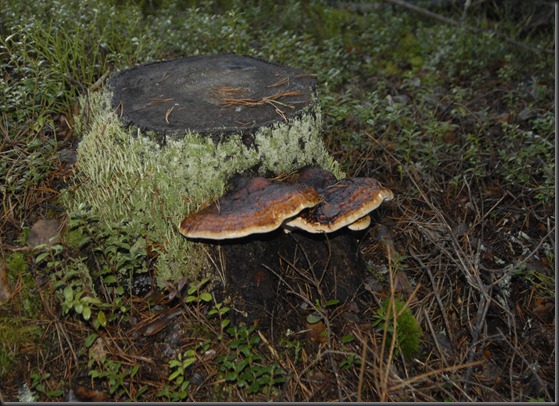 suomalainen syys metsä suppilovahvero 030 suomalainen syys metsä suppilovahvero 030
