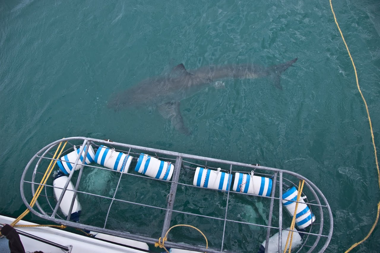 Shark near cage