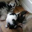 puppen 6 weken 008.jpg