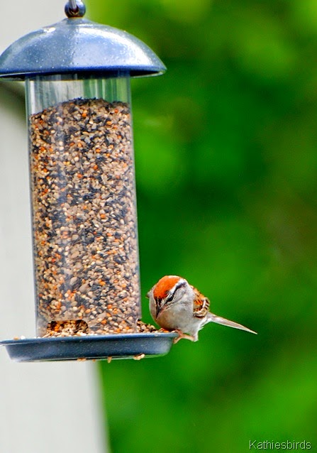 3. chipping sparrow-kab