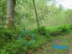 Den of Airlie monitoring site 5 i 2009.jpg