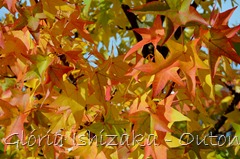 11 - Glória Ishizaka - Folhas de Outono