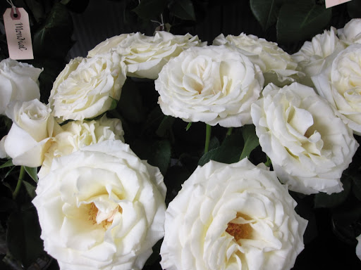 This rose is called 
