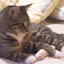 cats_chance_2010-05-23_03.JPG