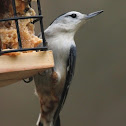 White-breasted nuthatch