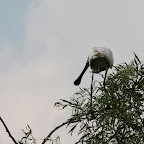 IMG_6674.JPG