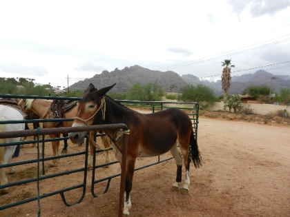 DSCN9513.jpg DSCN9513